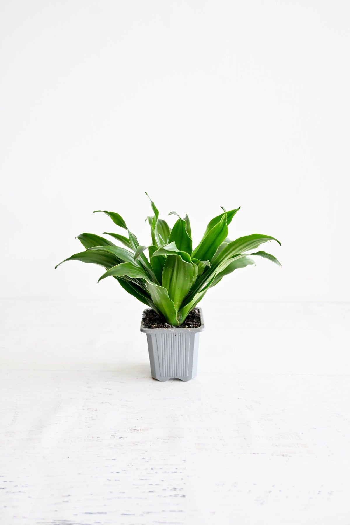 Janet Craig Dracaena