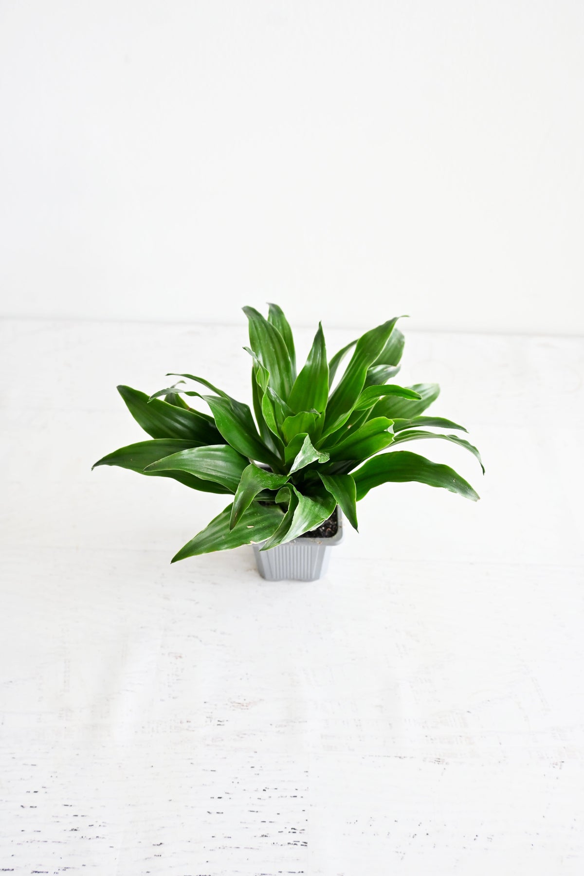 Janet Craig Dracaena