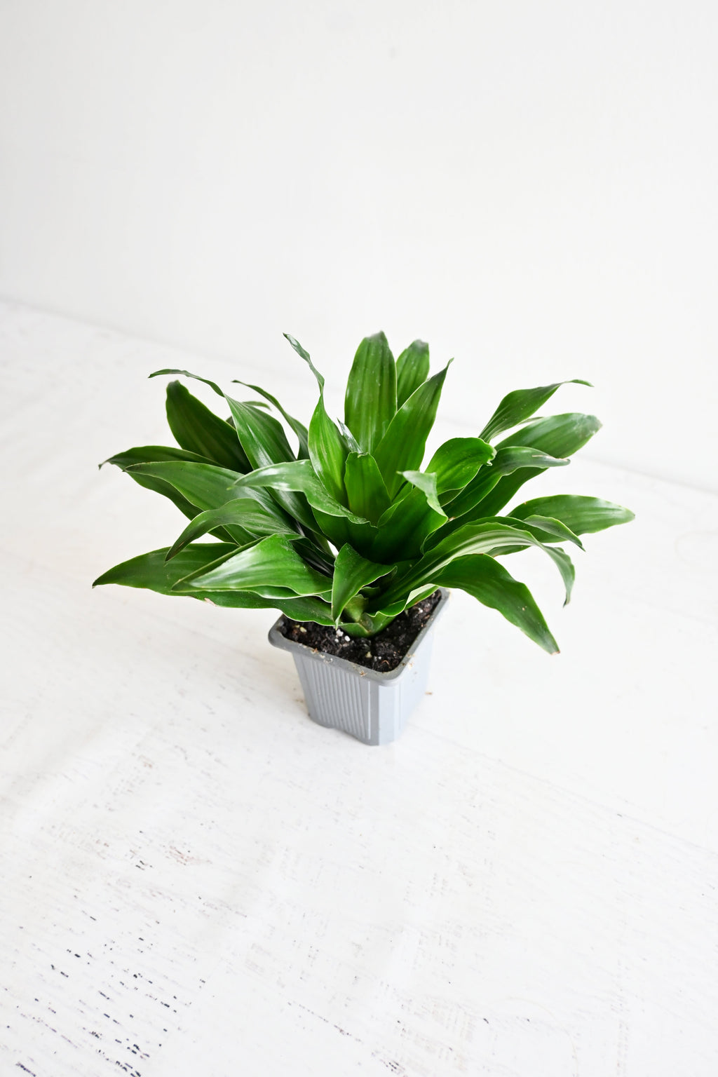 Janet Craig Dracaena