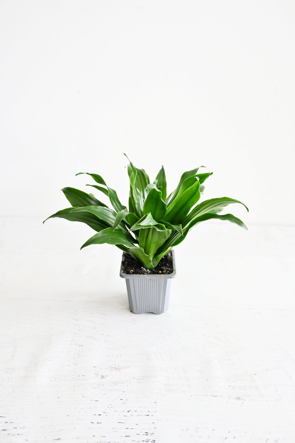 Janet Craig Dracaena