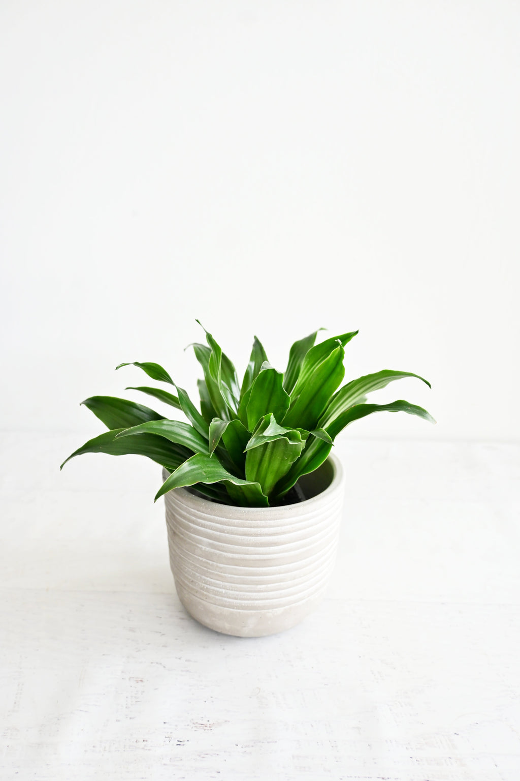 Janet Craig Dracaena