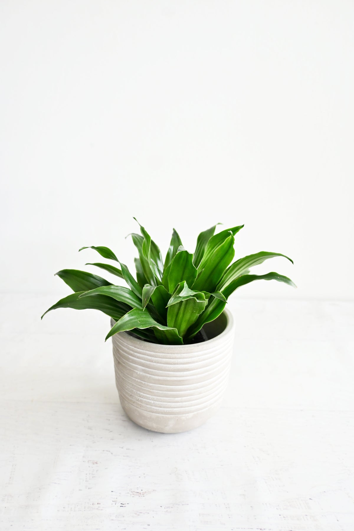 Janet Craig Dracaena