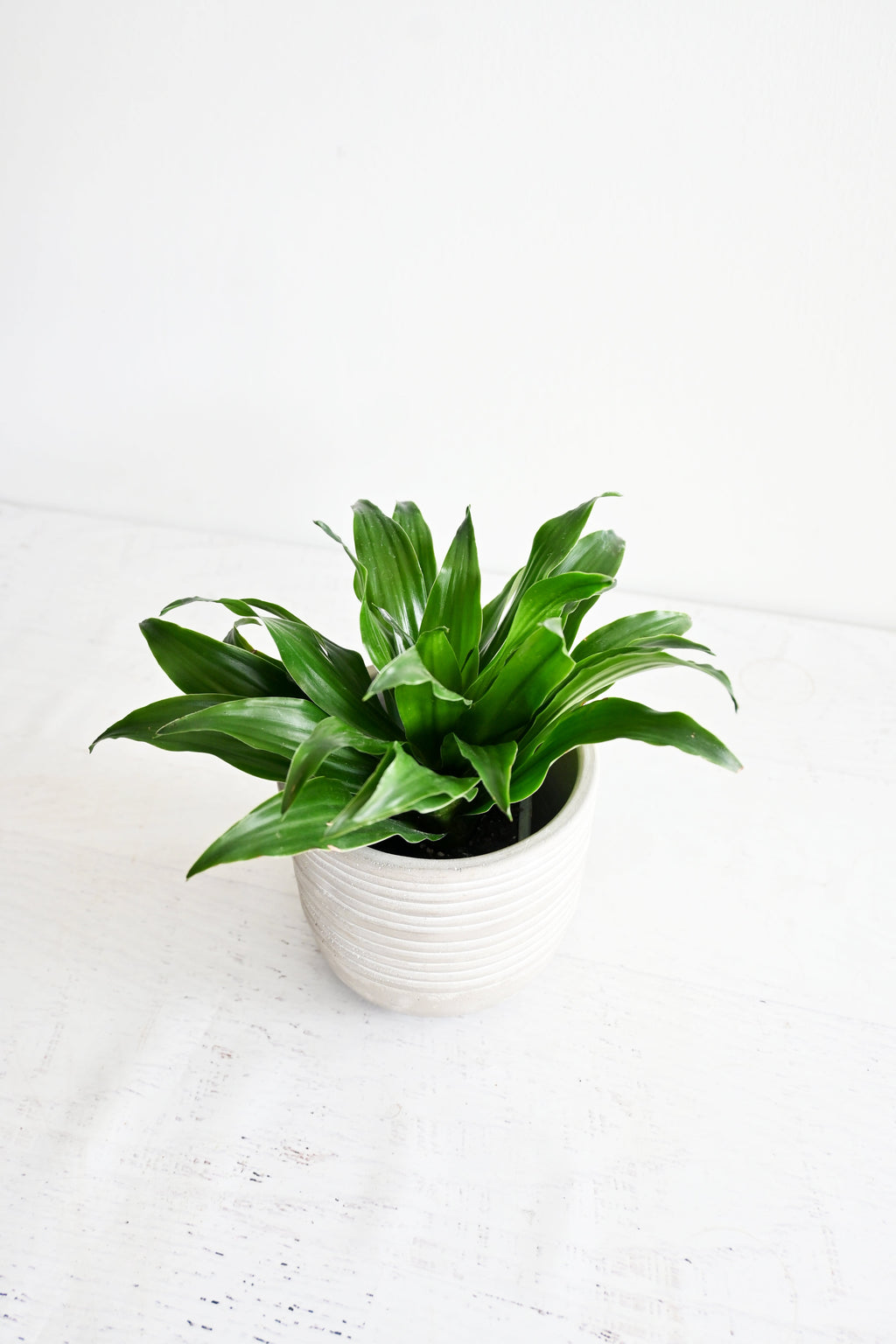 Janet Craig Dracaena