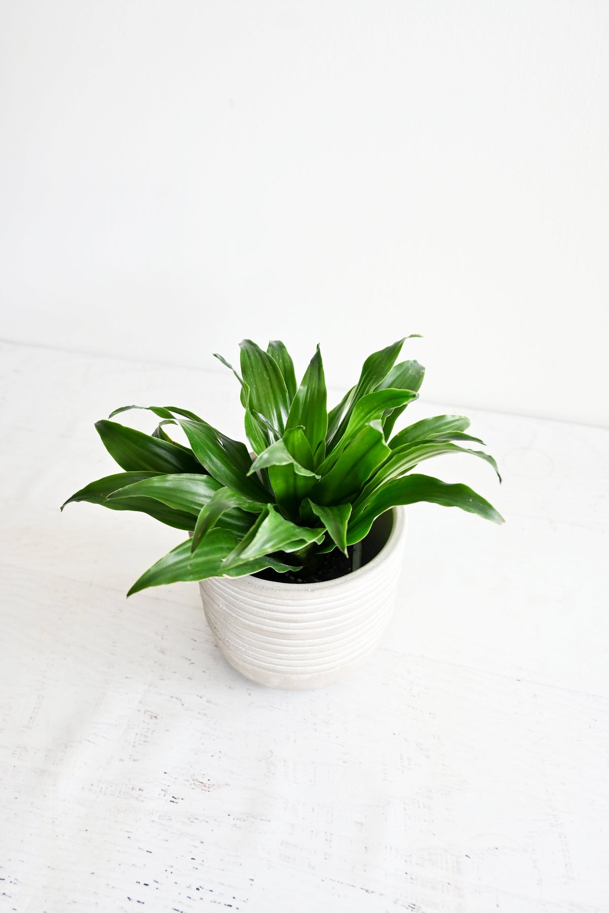 Janet Craig Dracaena