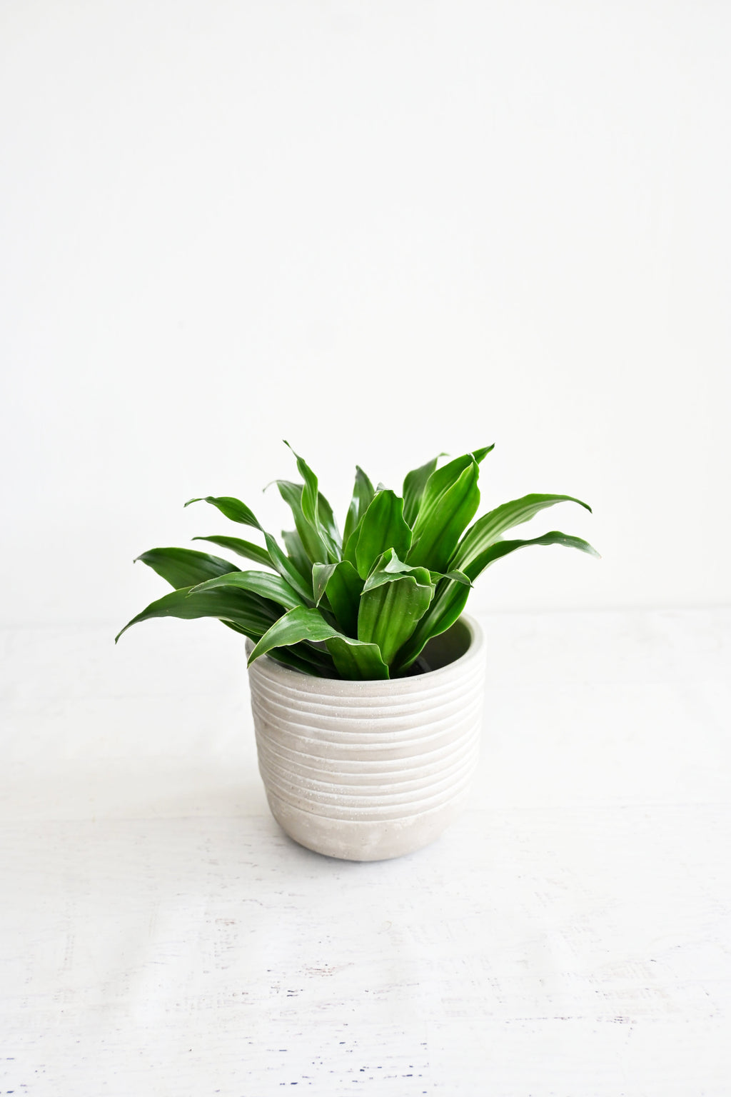 Janet Craig Dracaena