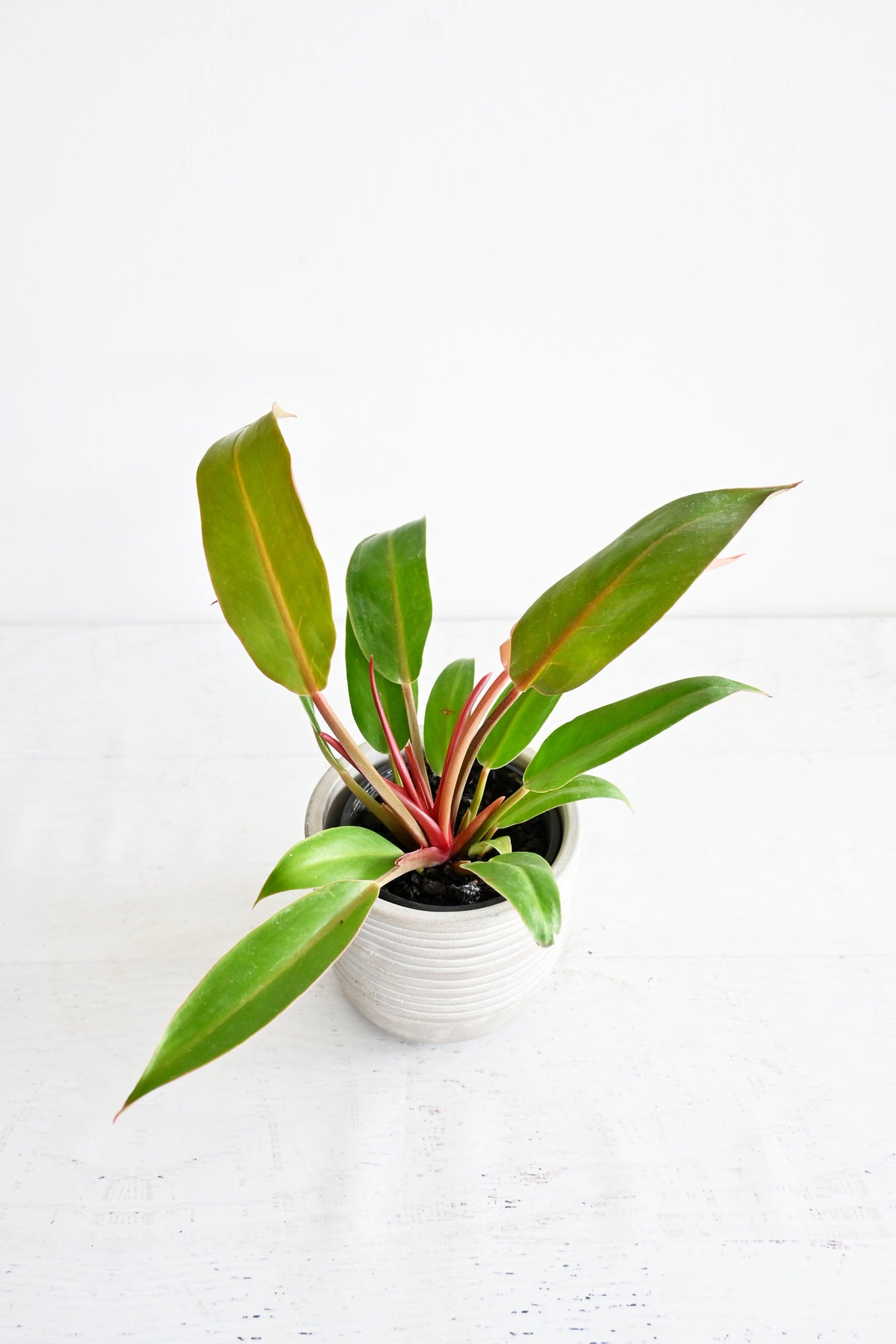 Prince of Orange Philodendron