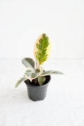 Variegated Rubber Plant