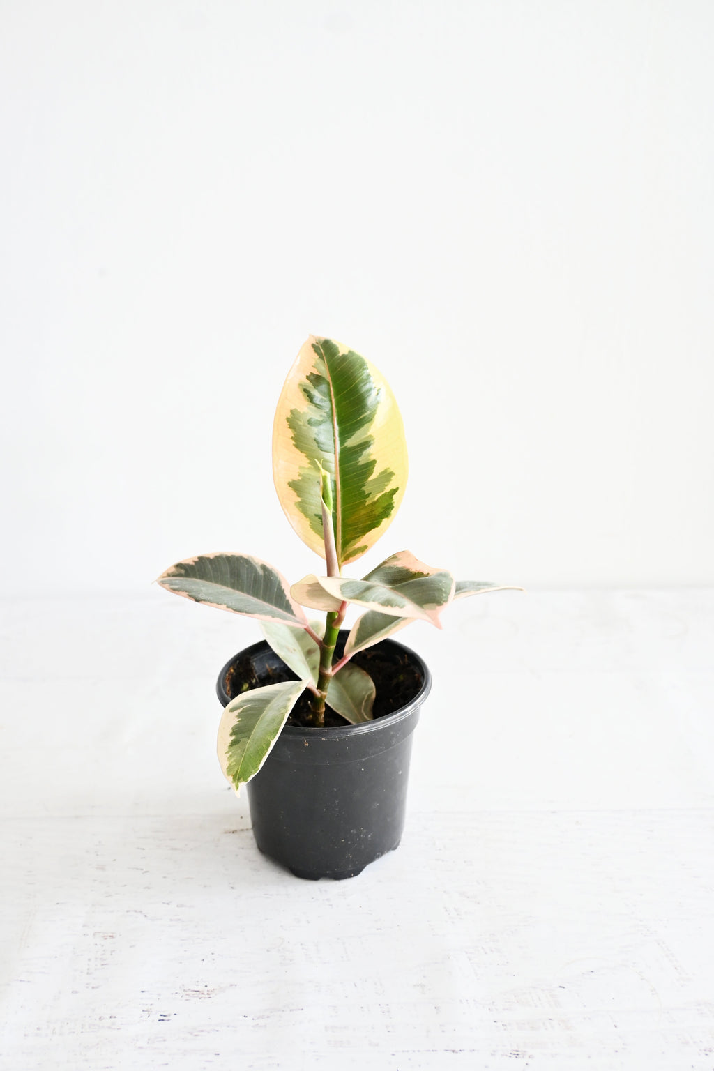 Variegated Rubber Plant