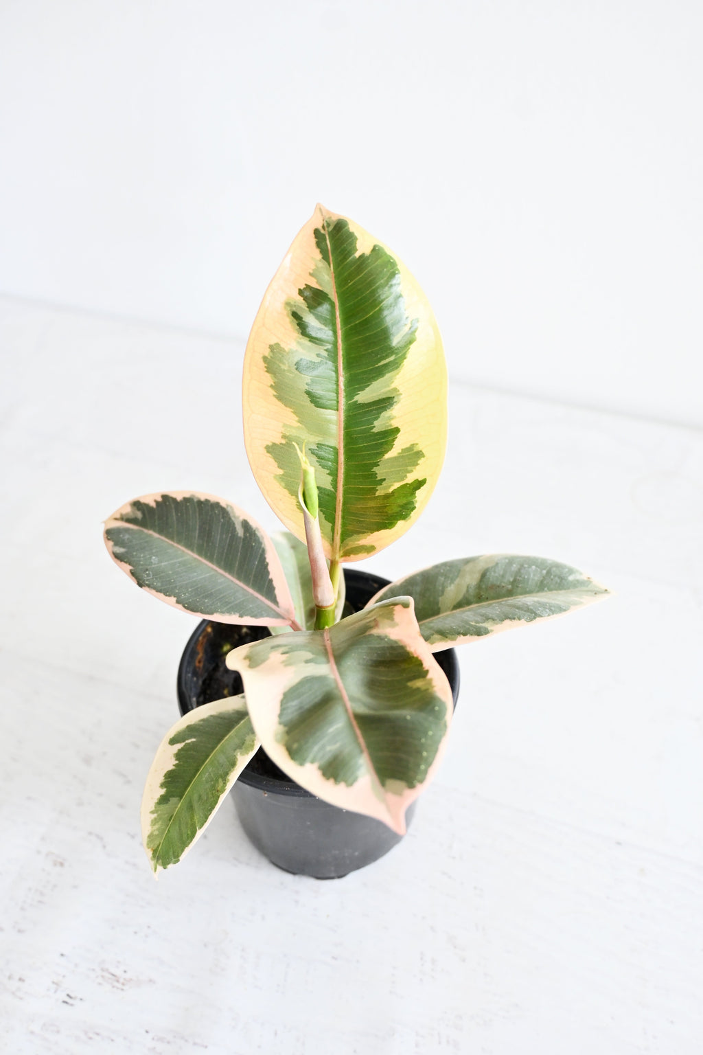 Variegated Rubber Plant