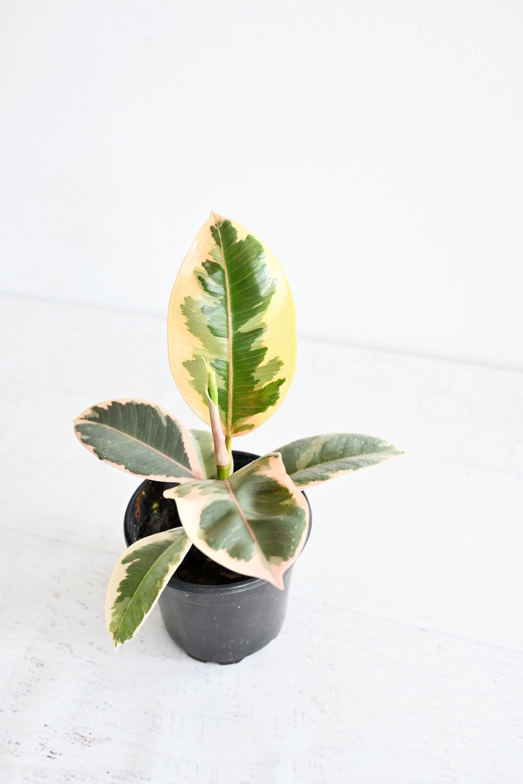 Variegated Rubber Plant