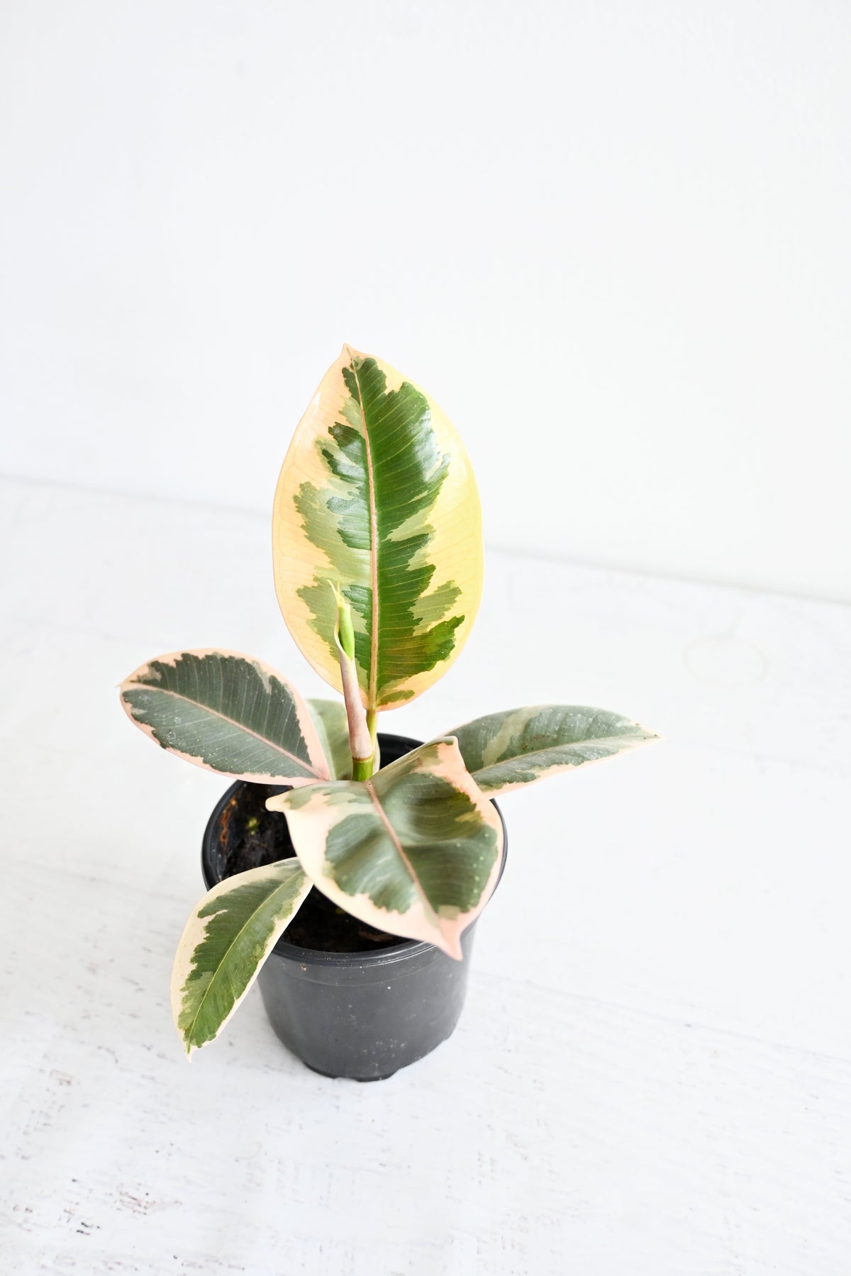 Variegated Rubber Plant