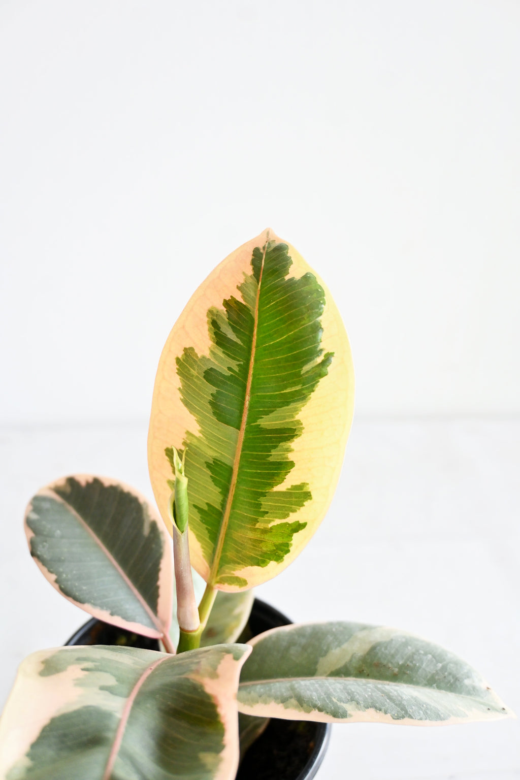 Variegated Rubber Plant