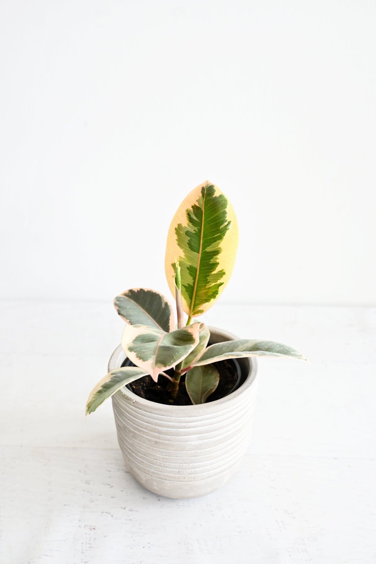 Variegated Rubber Plant