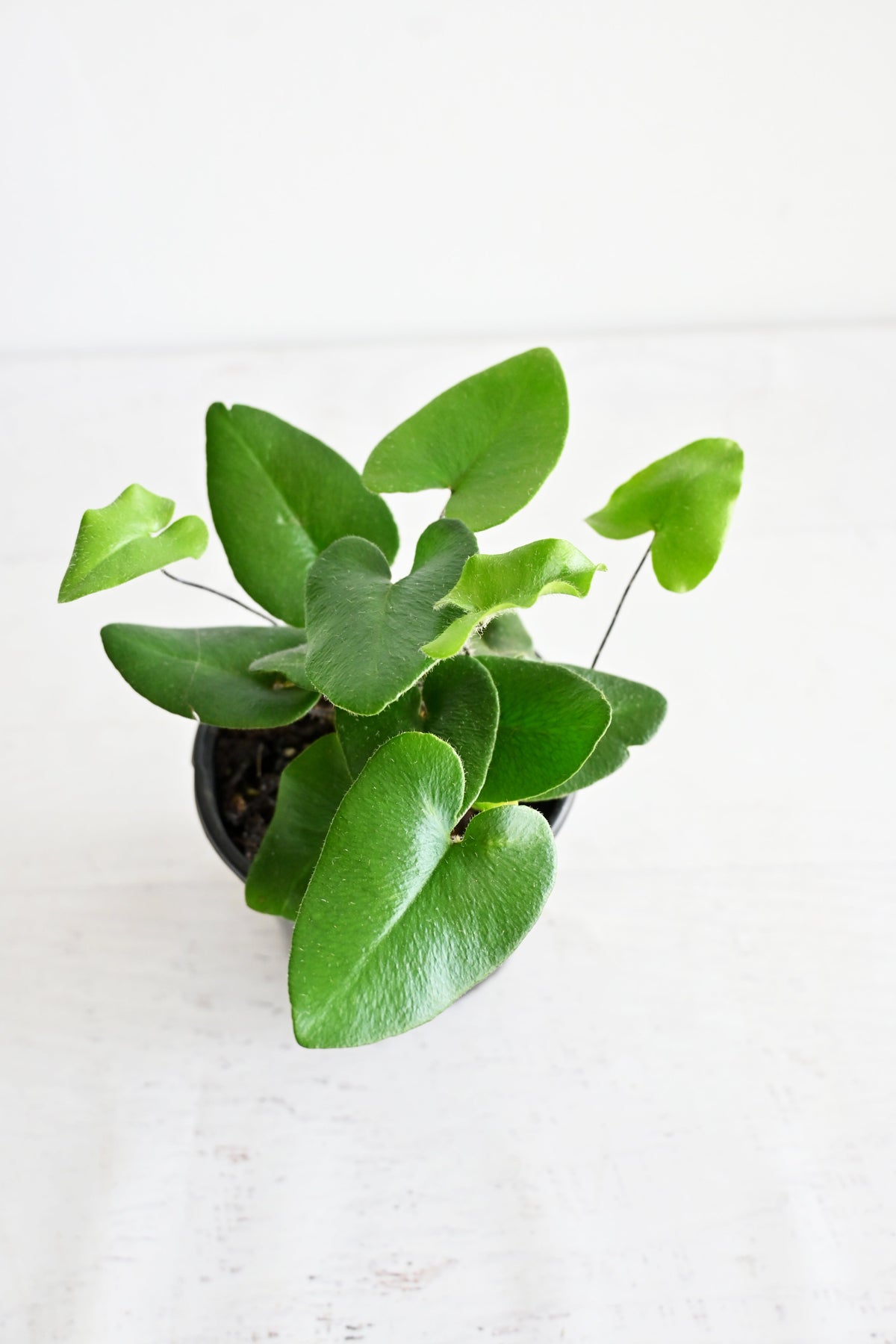 Heart Fern
