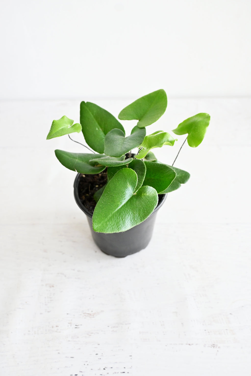 Heart Fern