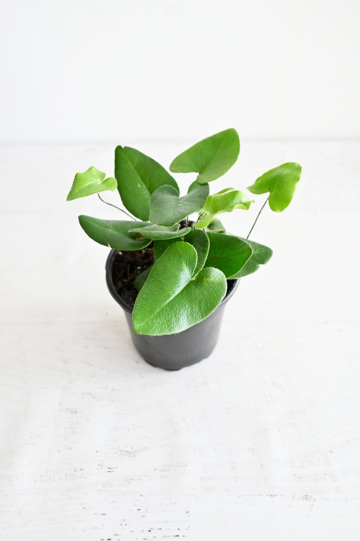 Heart Fern