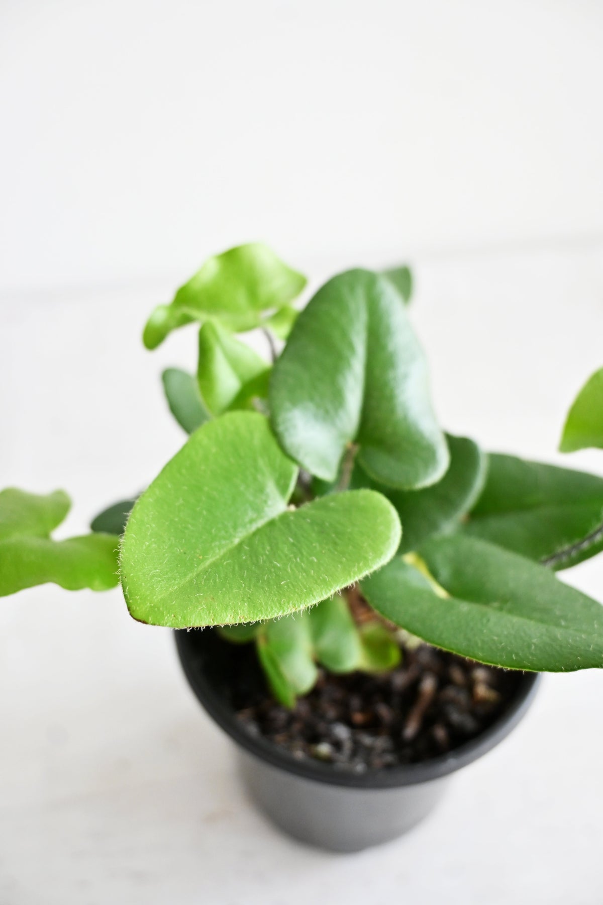 Heart Fern