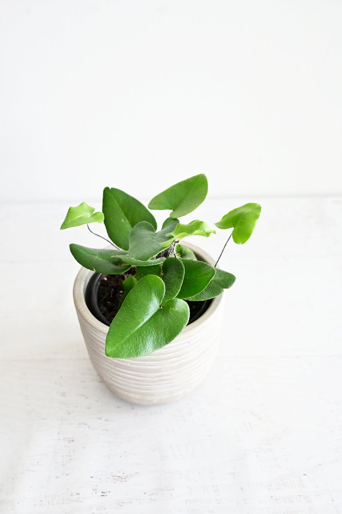 Heart Fern