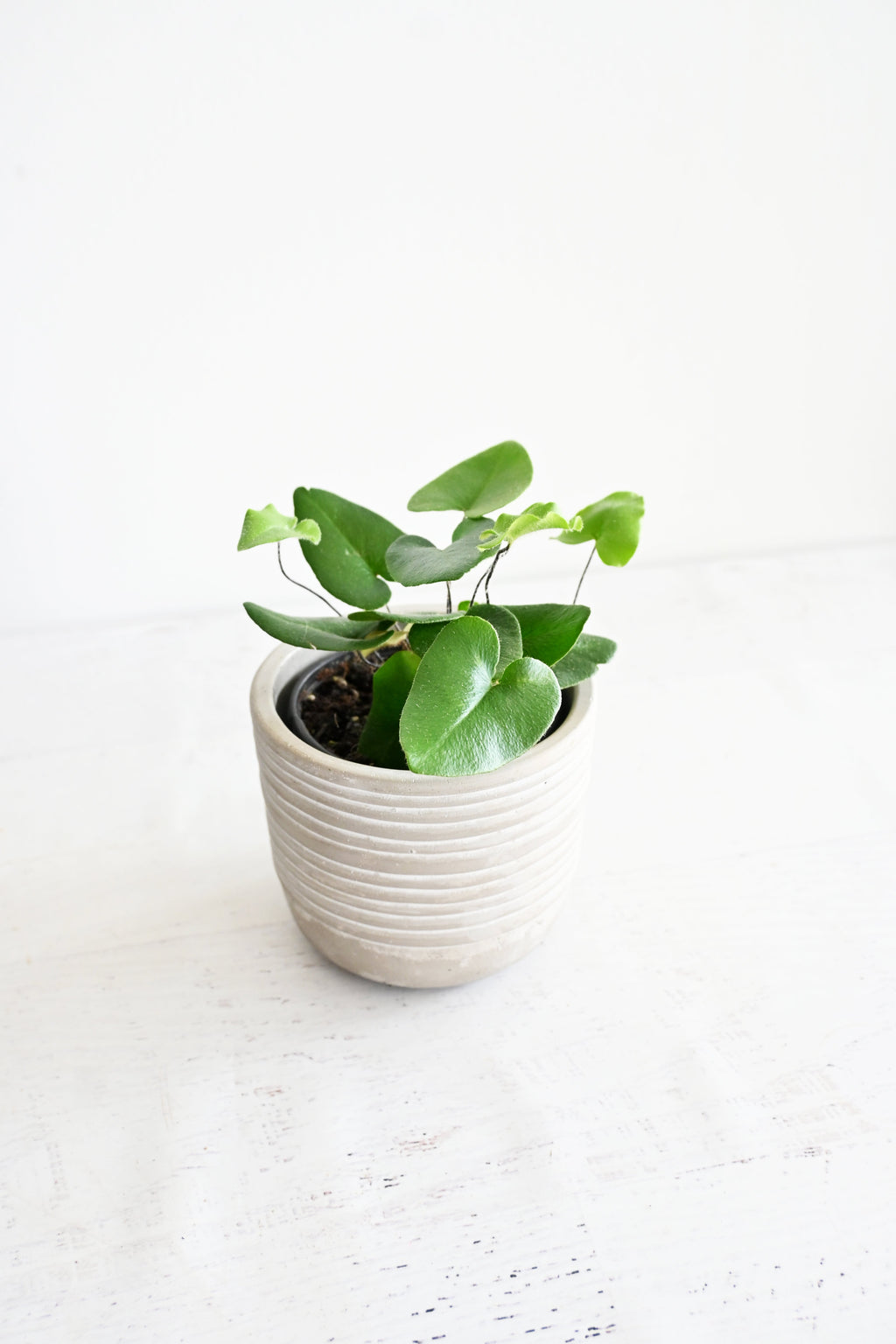 Heart Fern