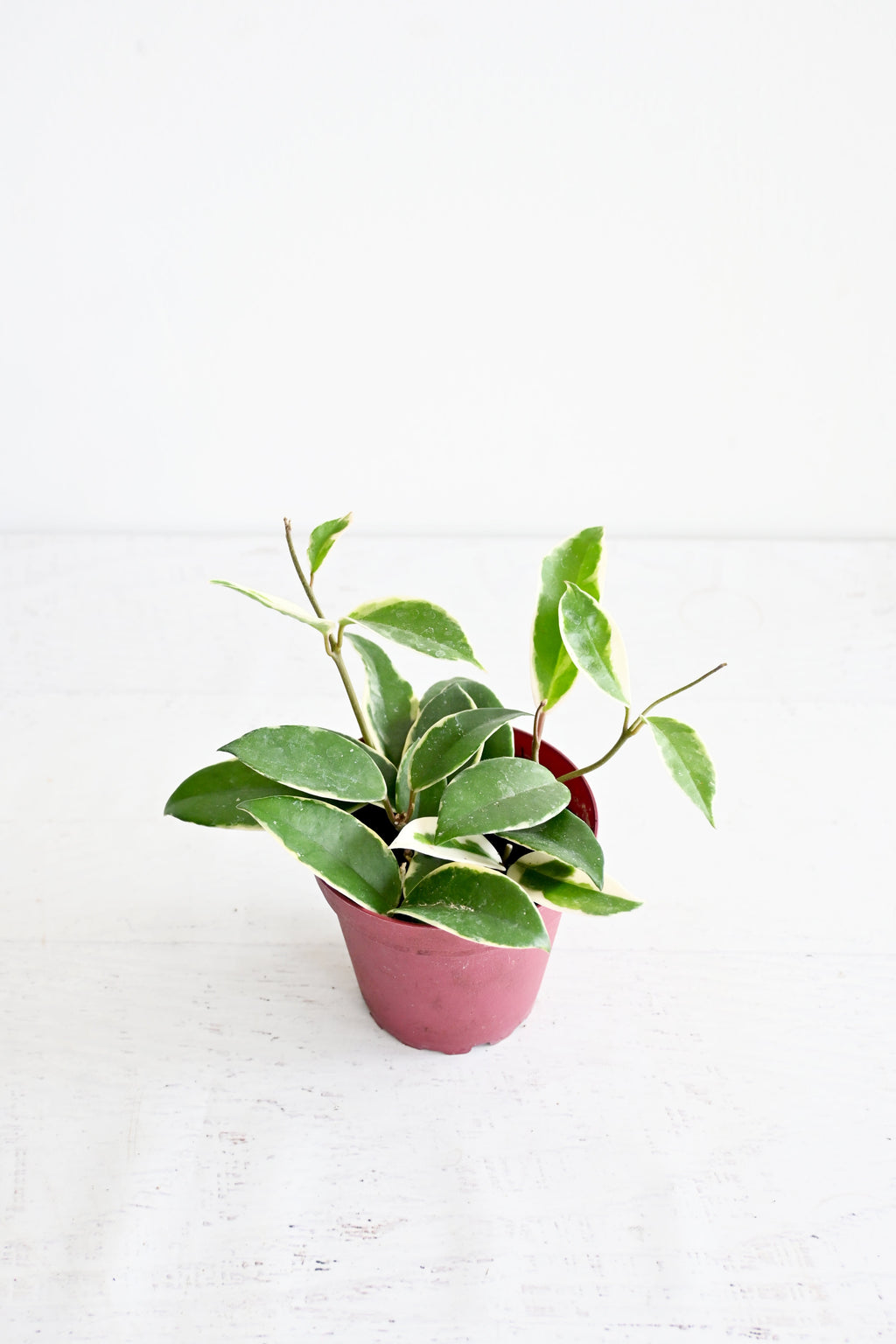 Hoya Carnosa
