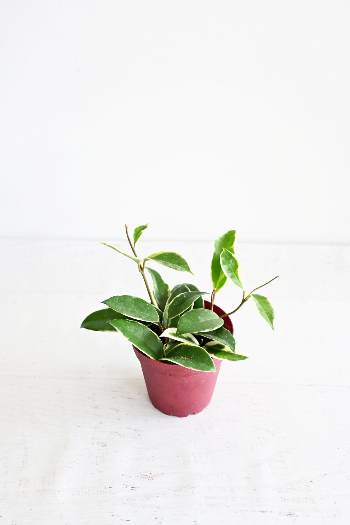 Hoya Carnosa
