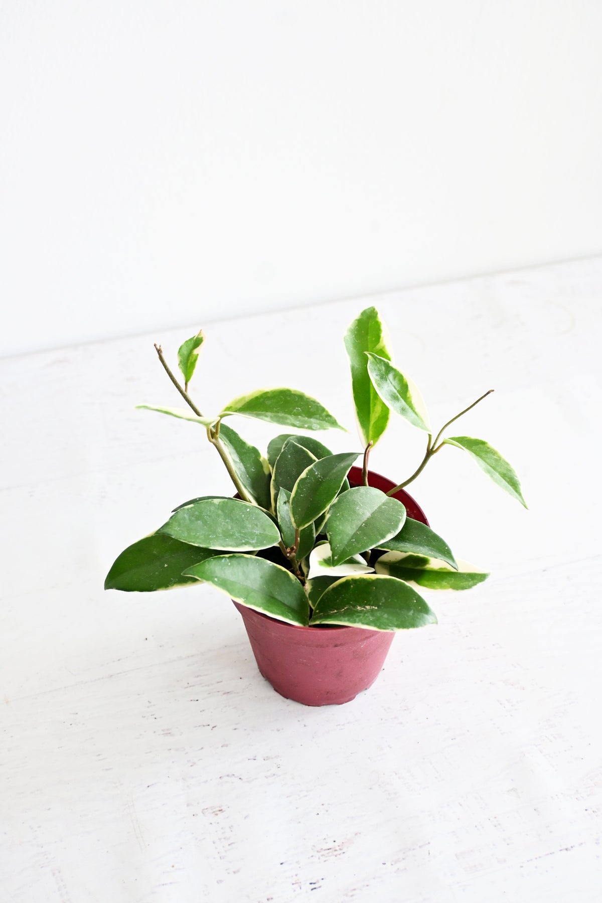 Hoya Carnosa