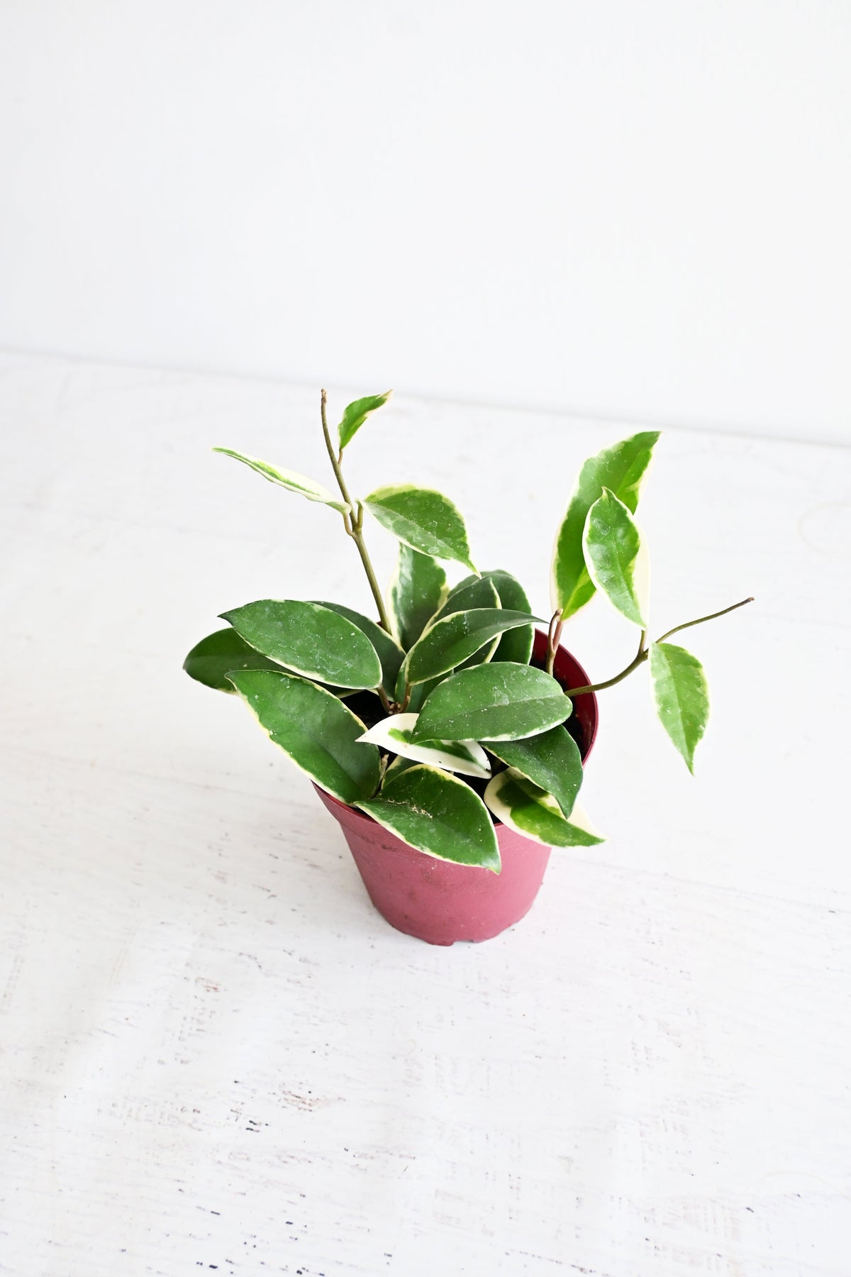 Hoya Carnosa