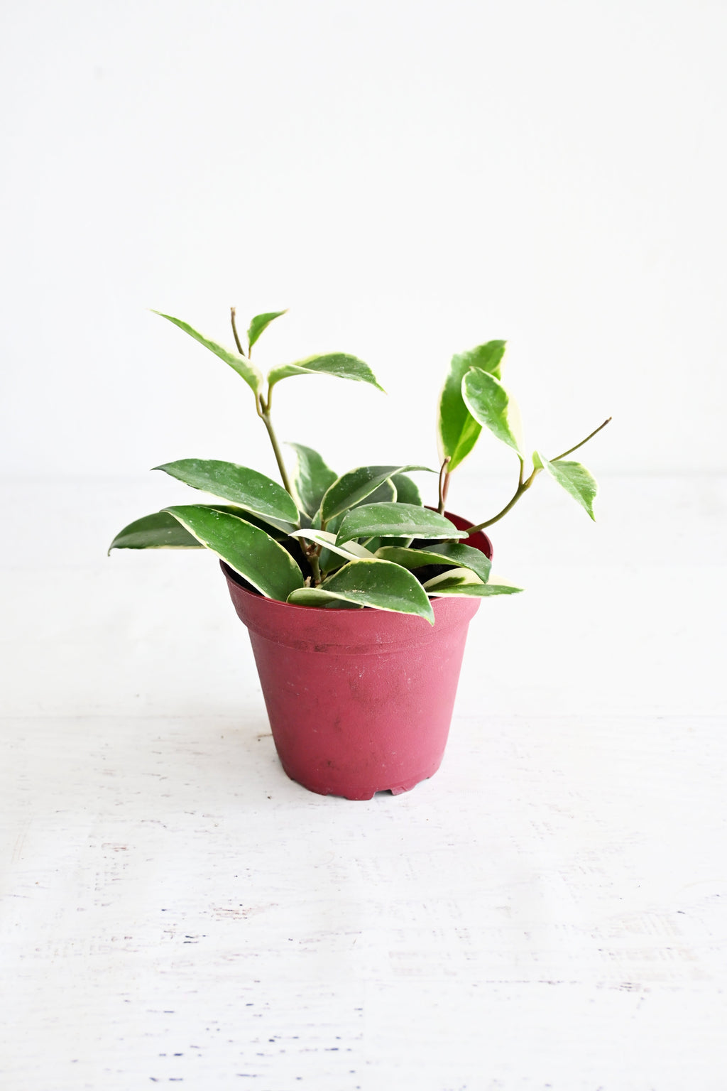 Hoya Carnosa