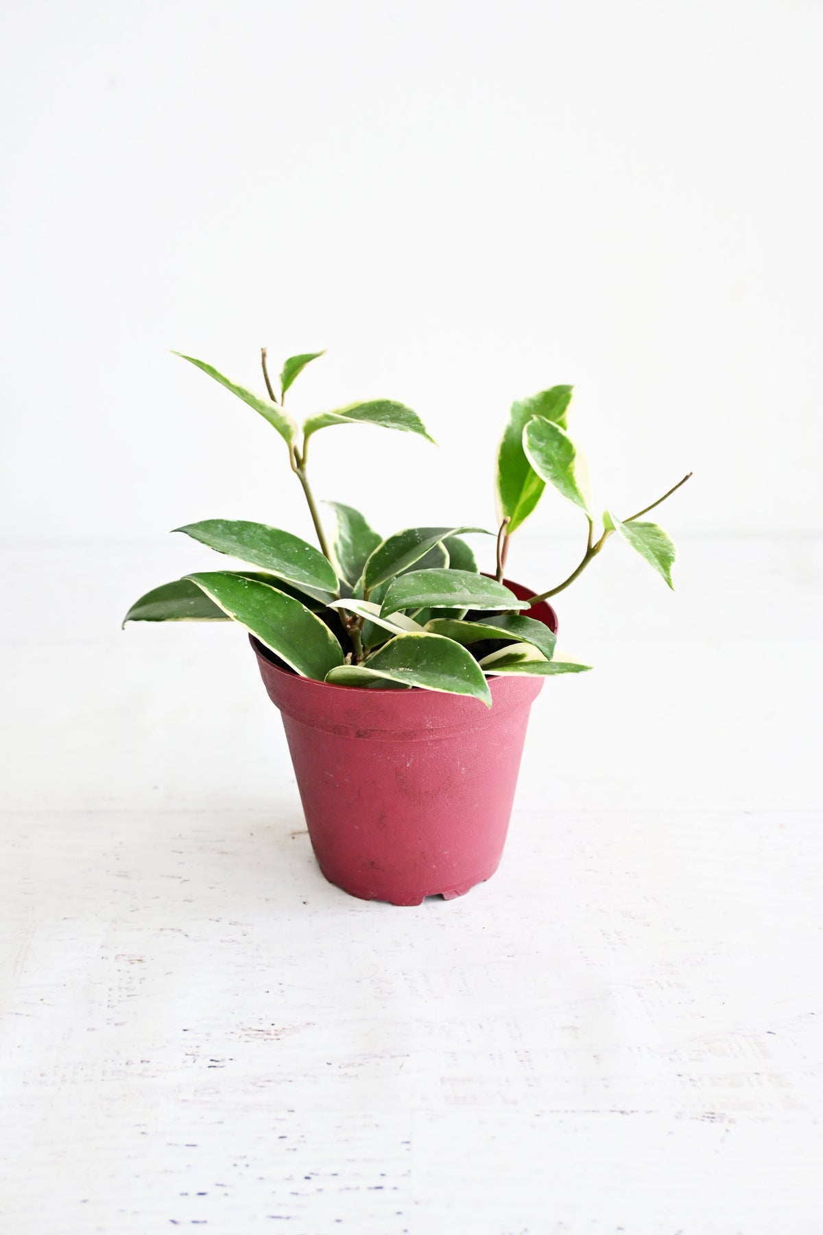 Hoya Carnosa