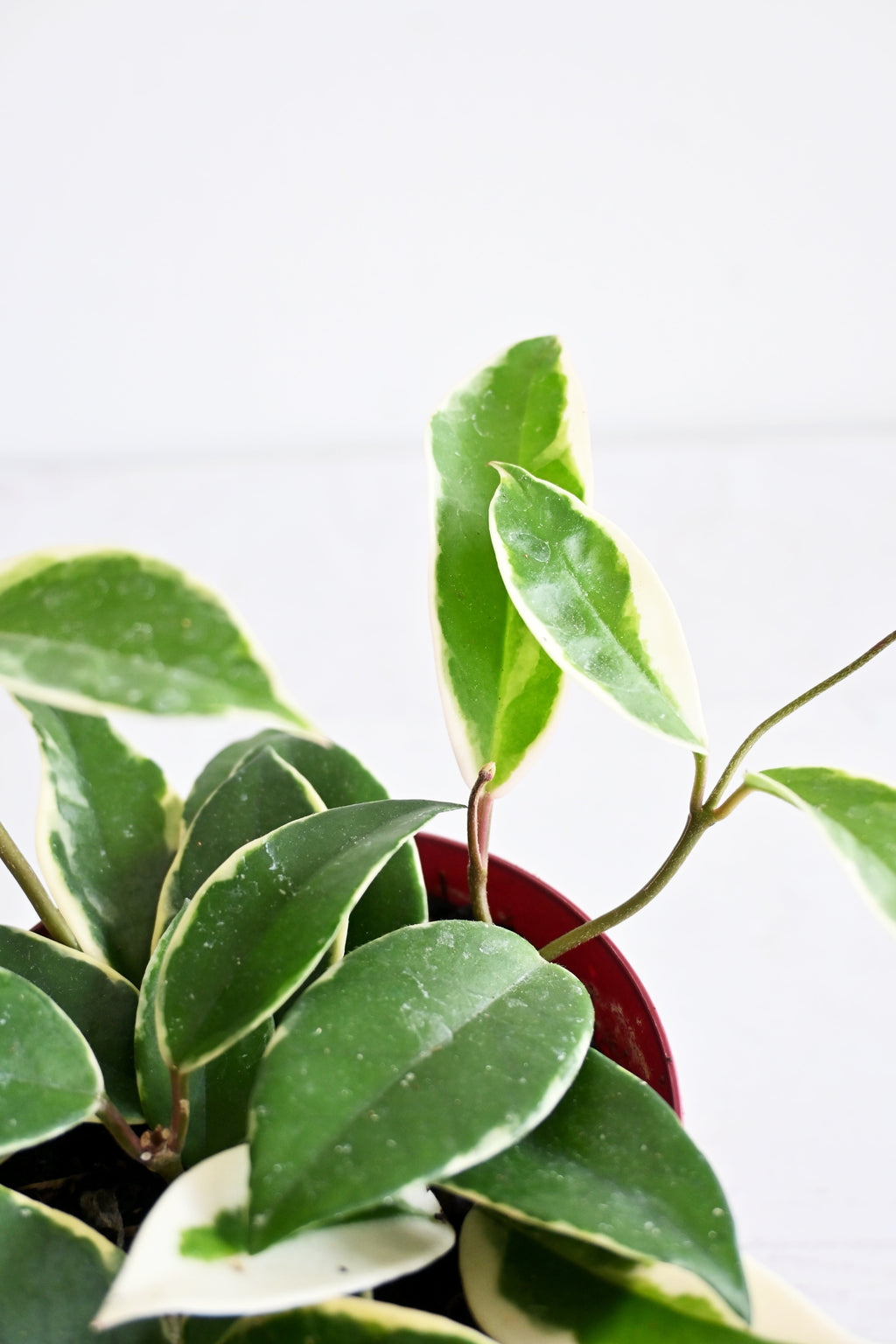 Hoya Carnosa