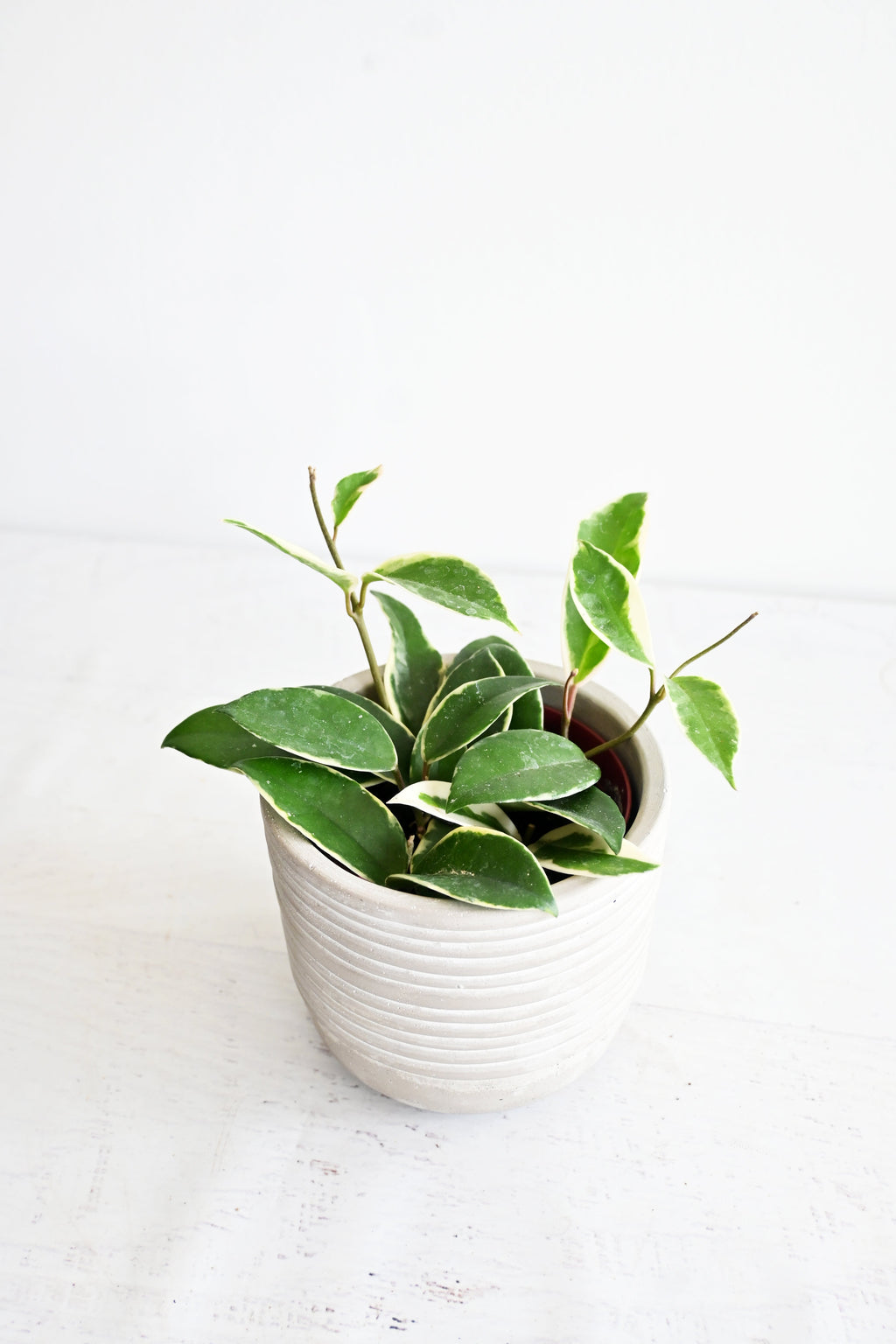 Hoya Carnosa