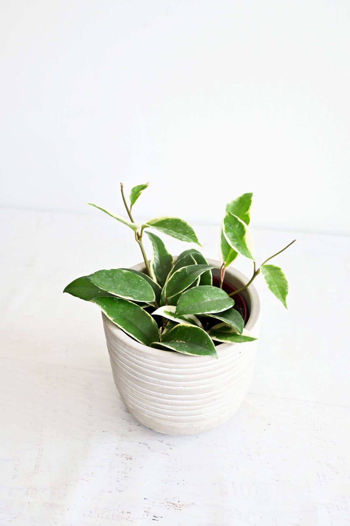 Hoya Carnosa