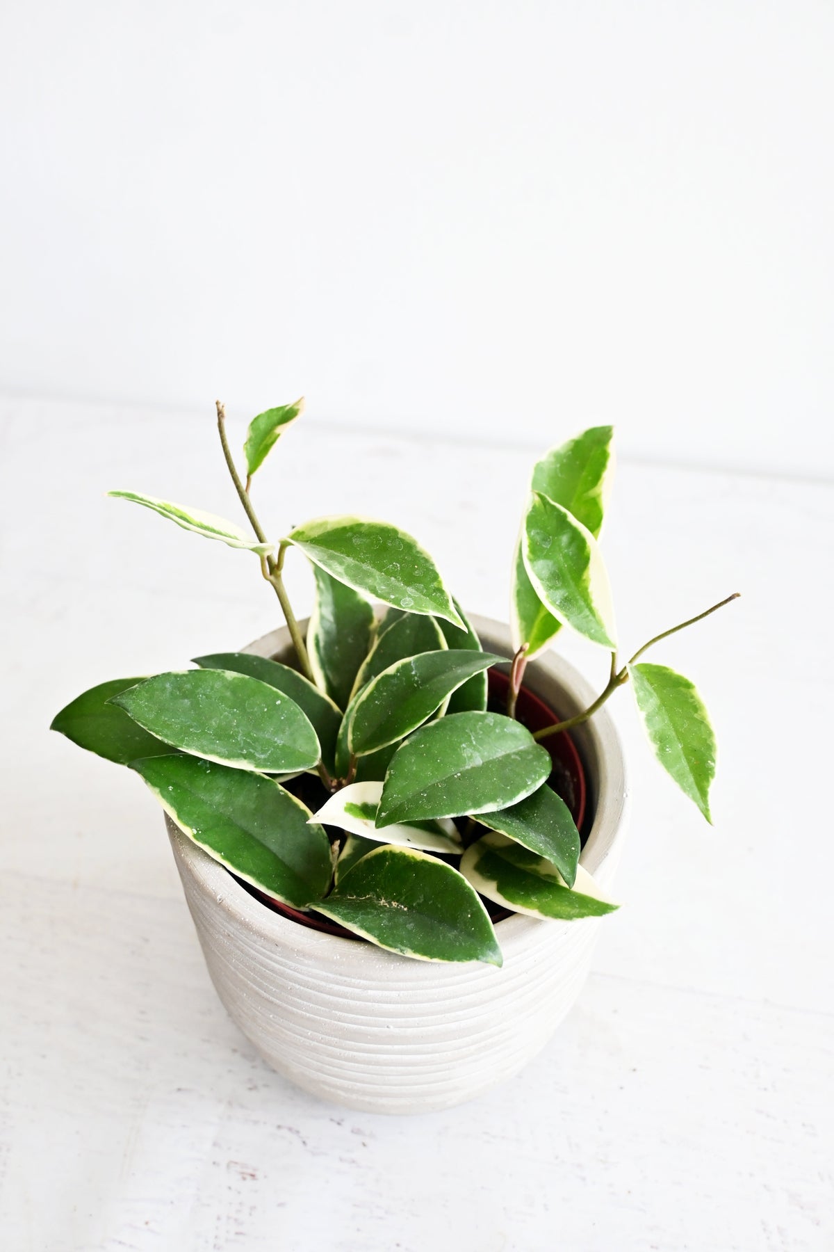 Hoya Carnosa