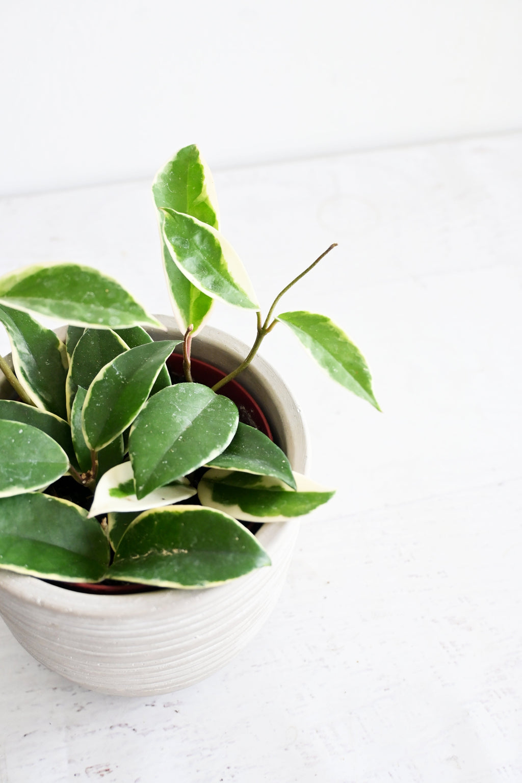 Hoya Carnosa