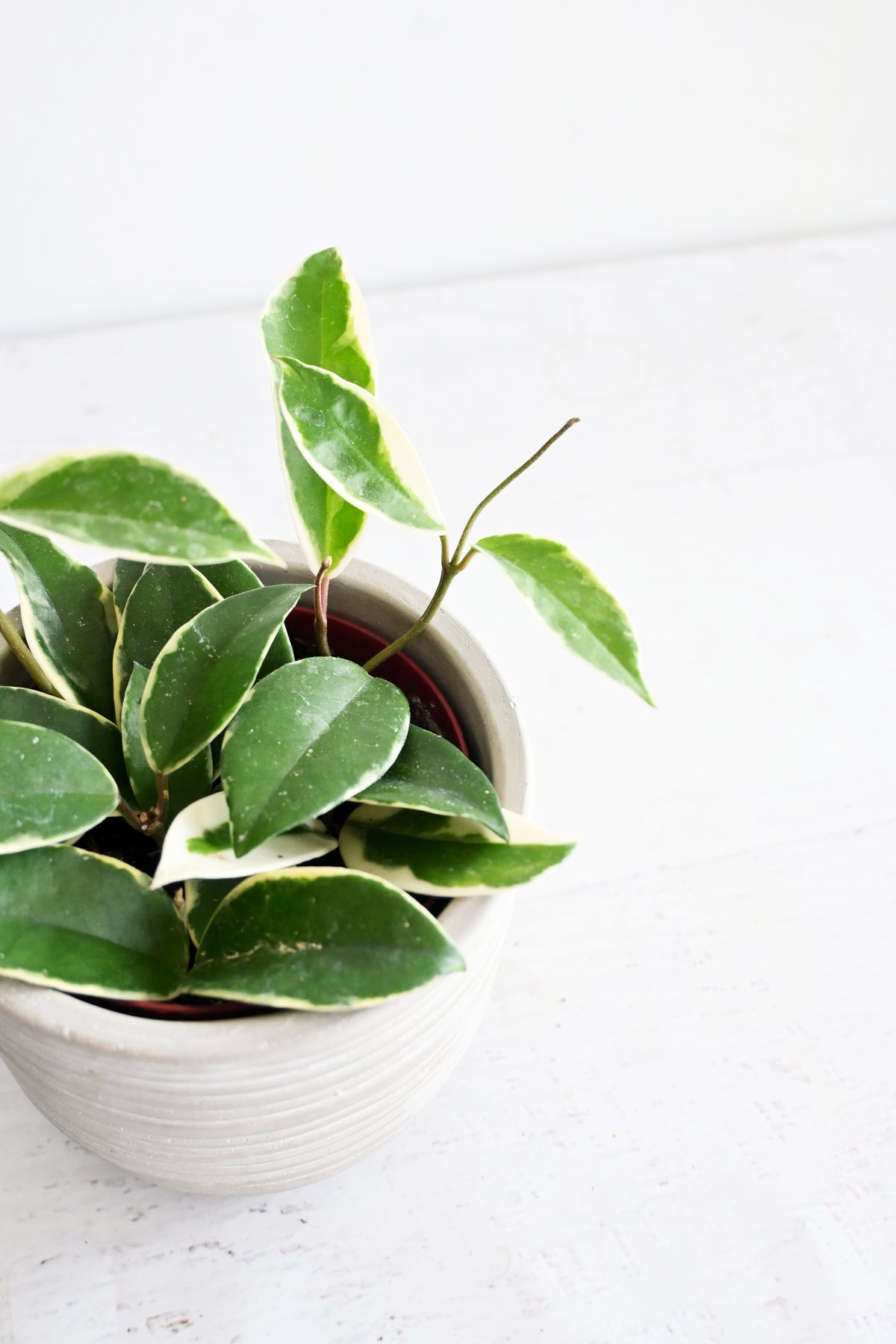Hoya Carnosa