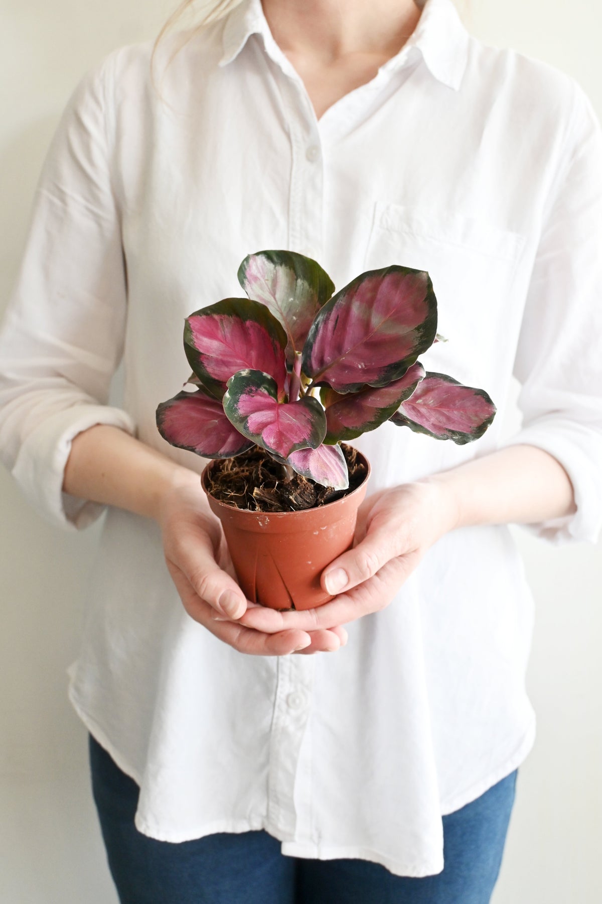 Rosy Calathea