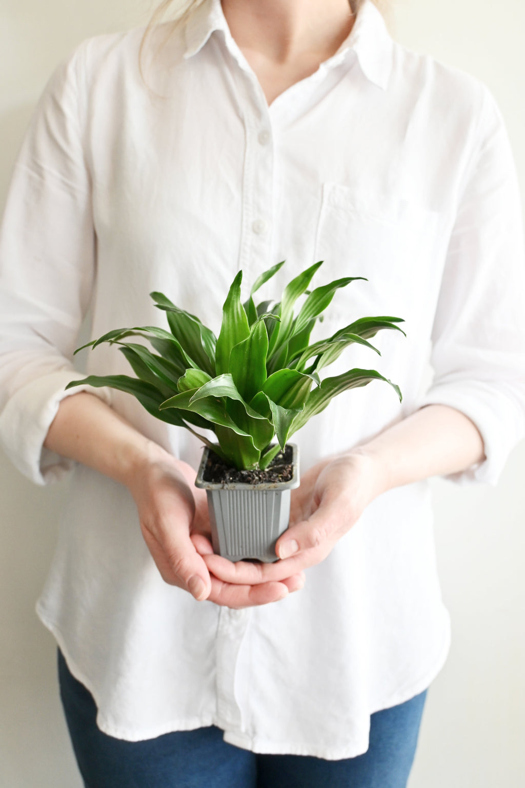 Janet Craig Dracaena