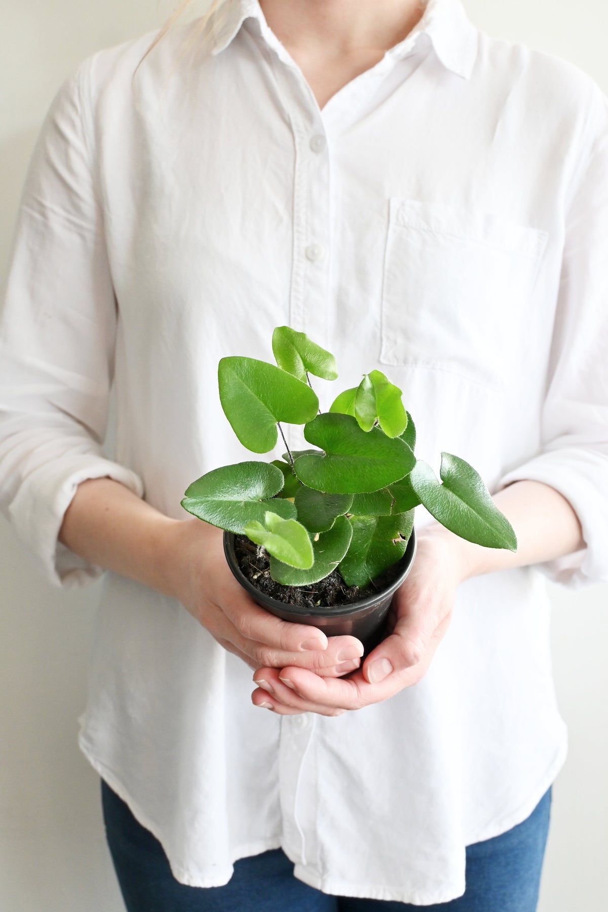 Heart Fern