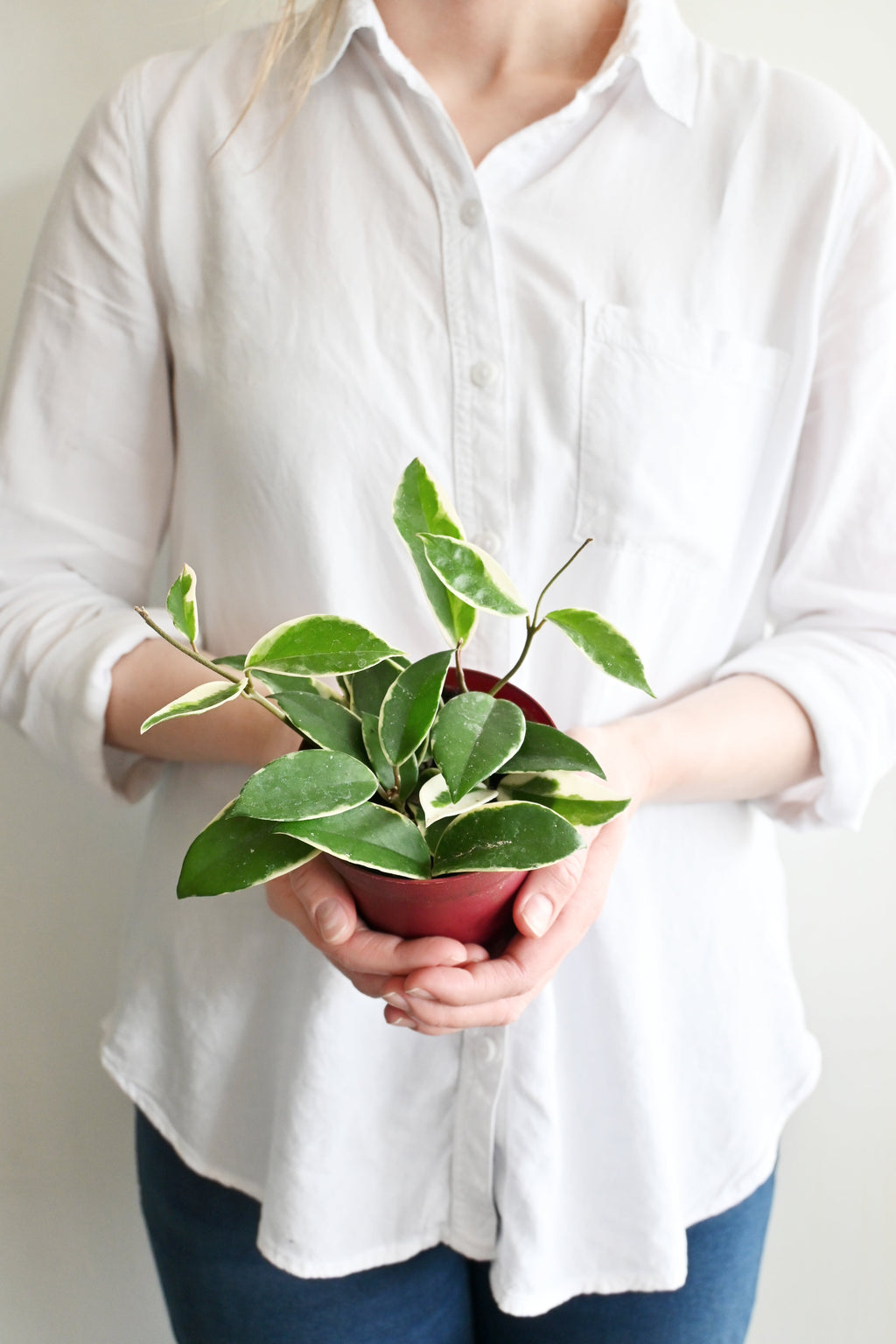 Hoya Carnosa