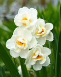 Bridal Crown Double Daffodil - 10 bulbs