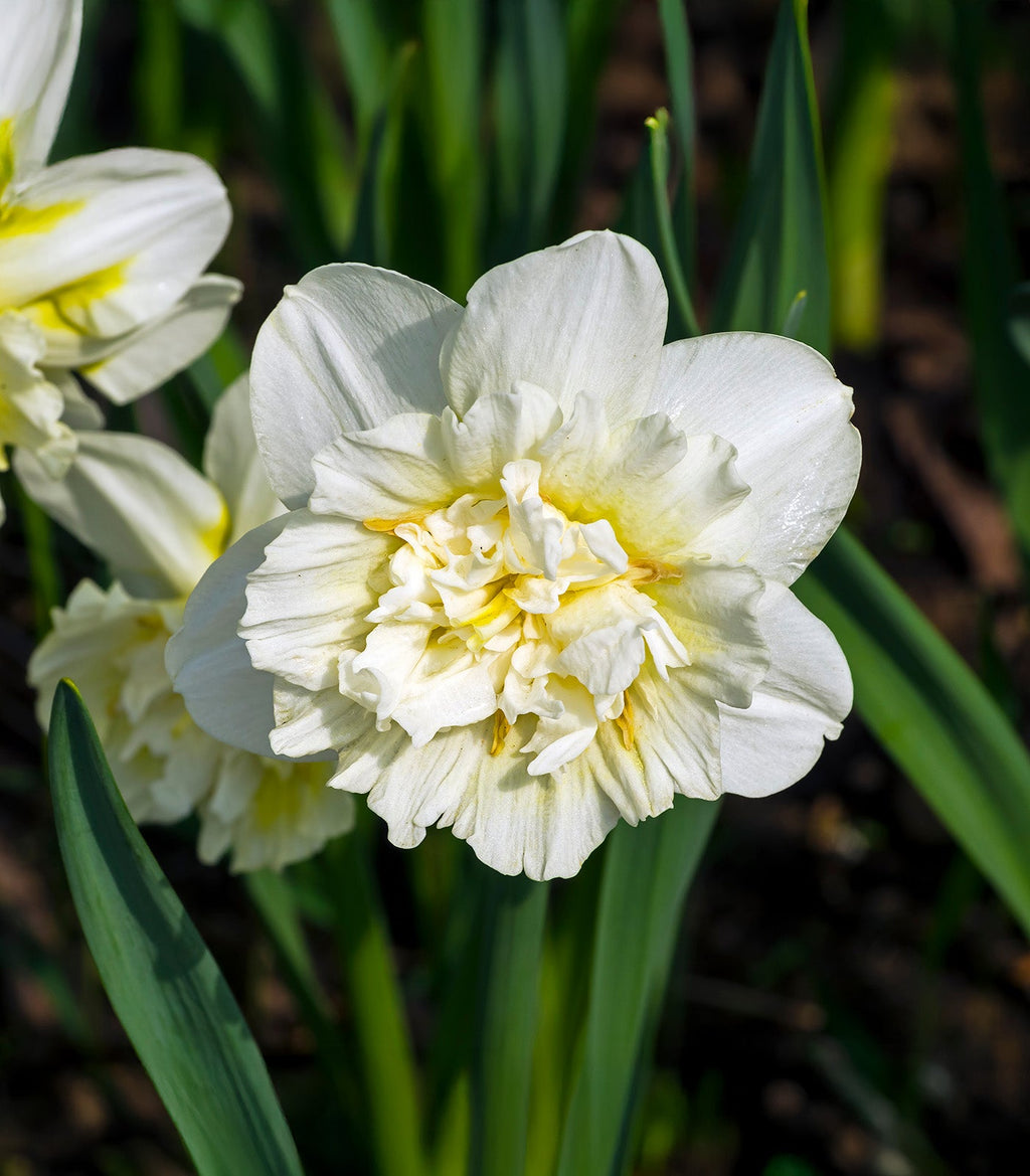 Ice King Double Daffodil - 10 bulbs