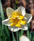 Lemon Beauty Split Corona Daffodil - 10 bulbs