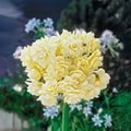 Summer Cheer Daffodil
