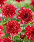 Speech Anemone Dahlia - 3 root divisions