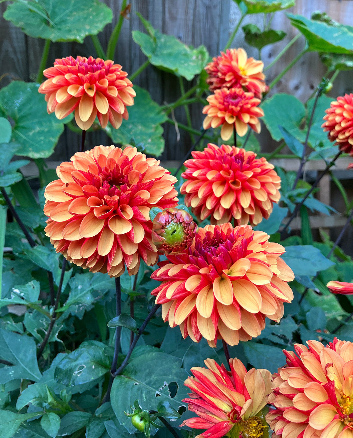 American Sunset Ball Dahlia - 3 root divisions