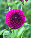 Cryfield Harmony Ball Dahlia - 3 root divisions