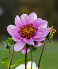 Blue Bayou Anemone Dahlia - 3 root divisions