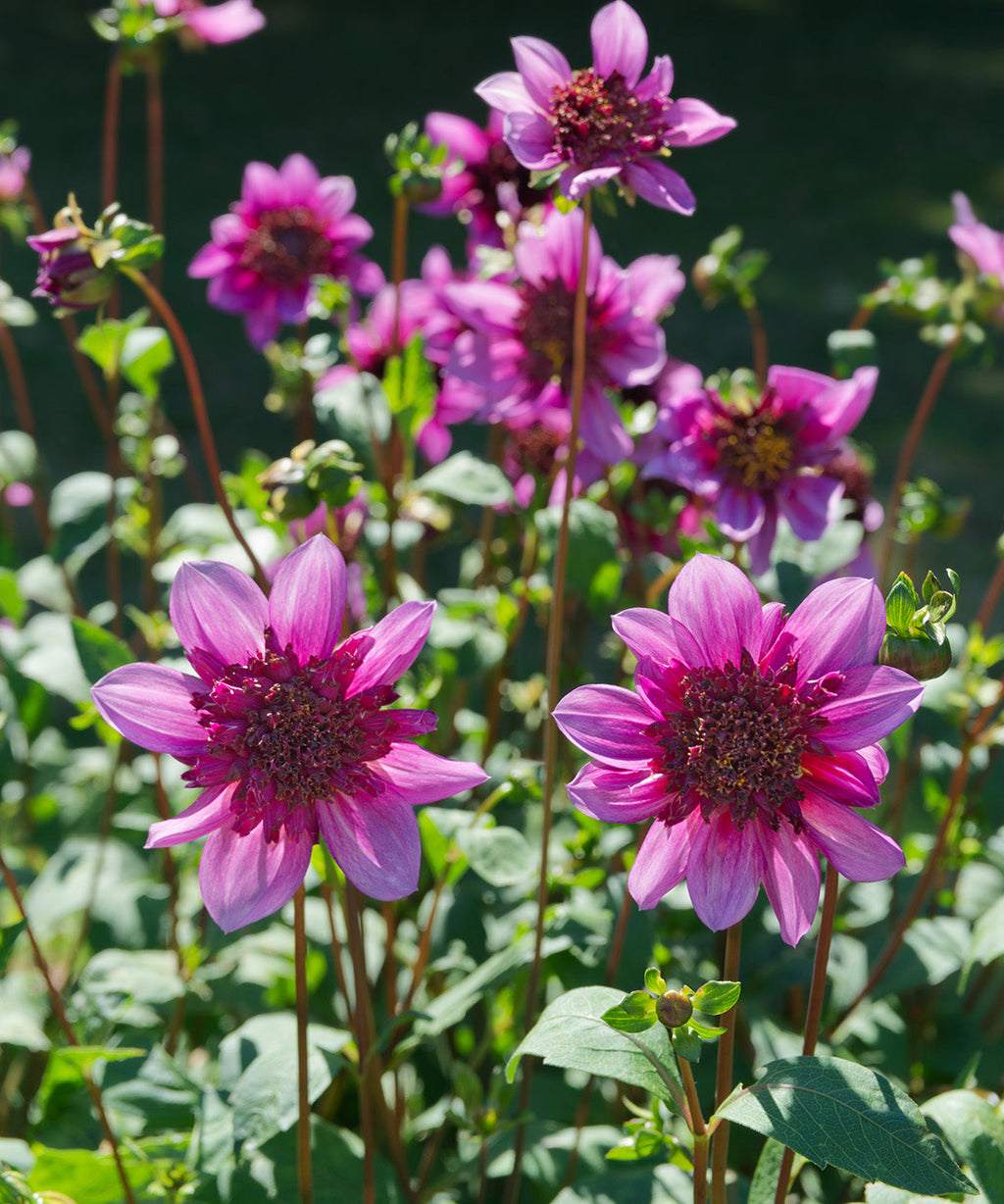 Blue Bayou Anemone Dahlia - 3 root divisions