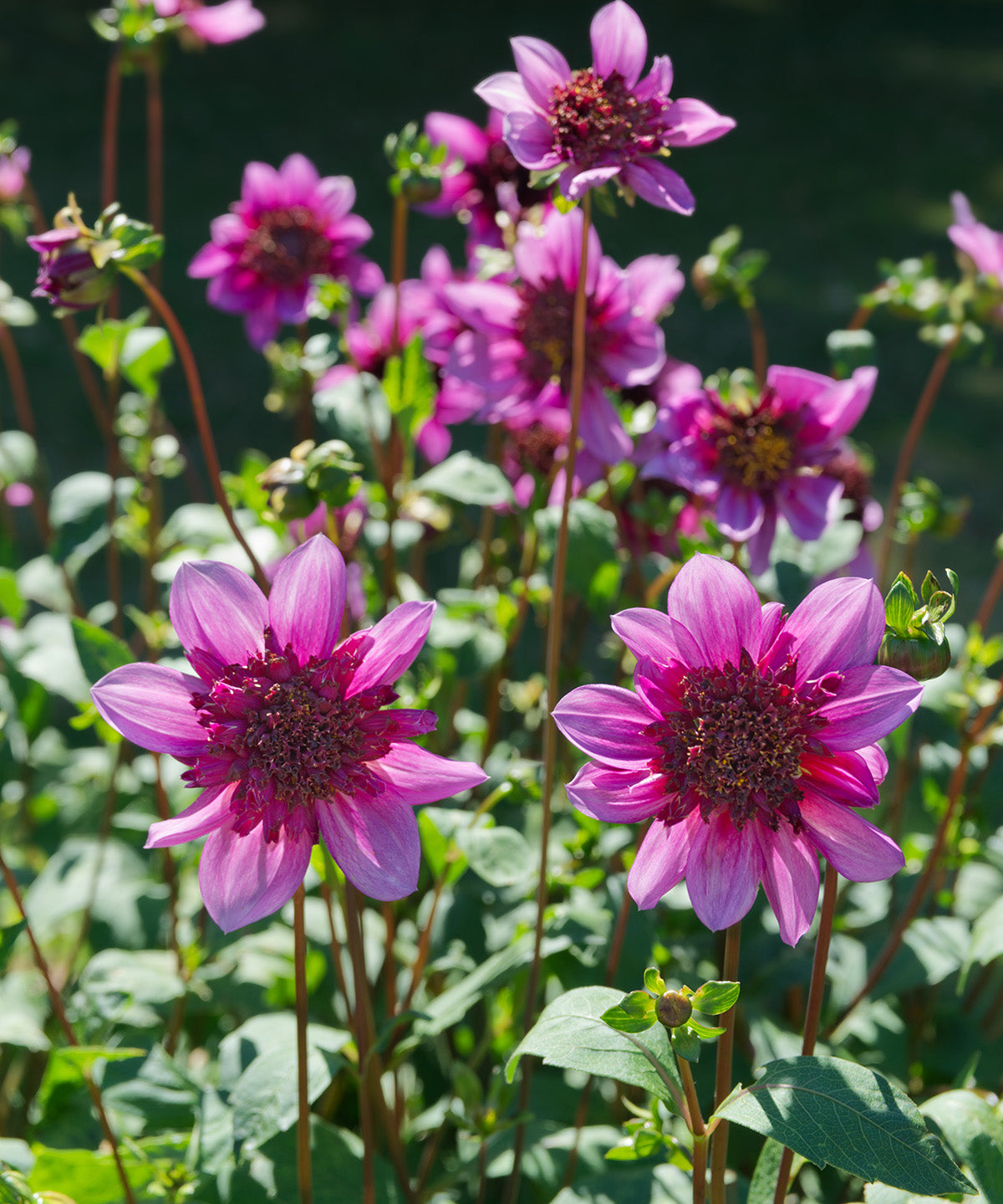 Blue Bayou Anemone Dahlia - 3 root divisions