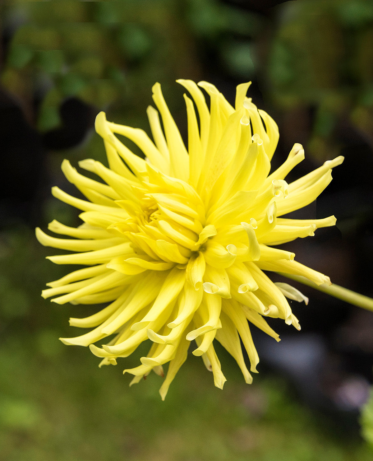 Kennemerland Cactus Dahlia - 3 root divisions